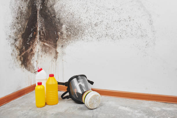 Best Certified Mold Removal  in Carrollton, GA