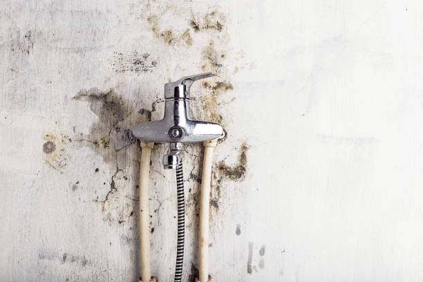 Best Mold Remediation  in Carrollton, GA