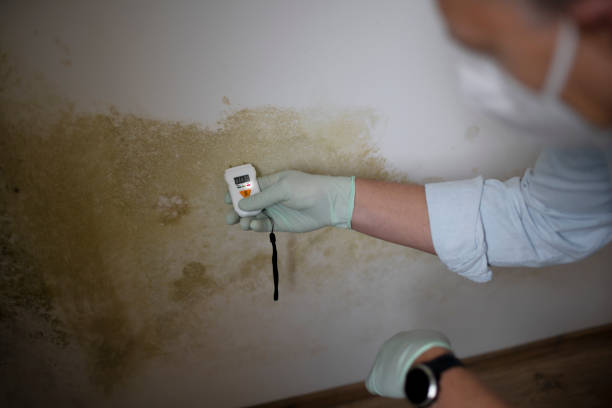 Professional Mold Removal in Carrollton, GA