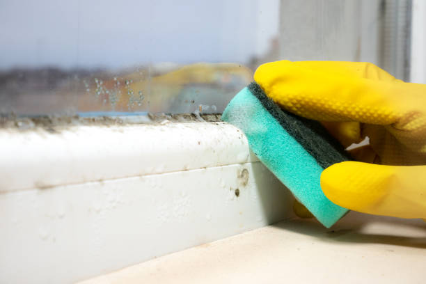 Best Home Mold Removal  in Carrollton, GA