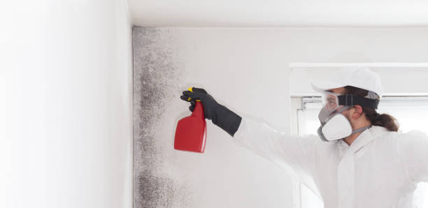 Home Mold Removal in Carrollton, GA